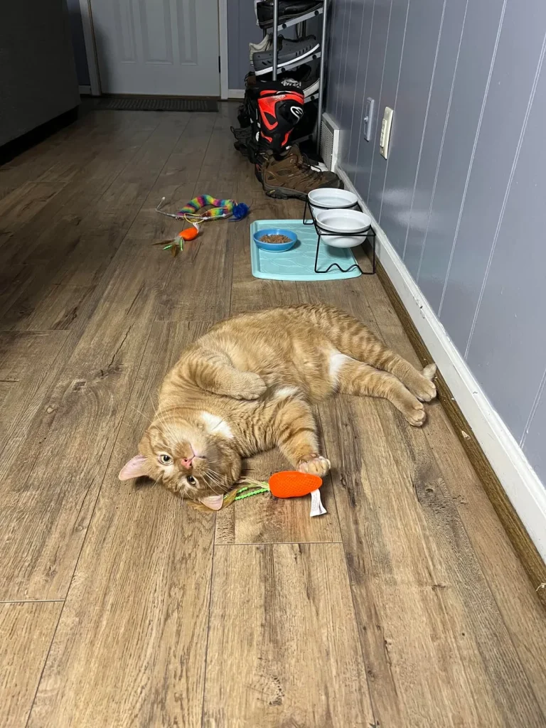 Cat Tales of Comfort and Snowlight