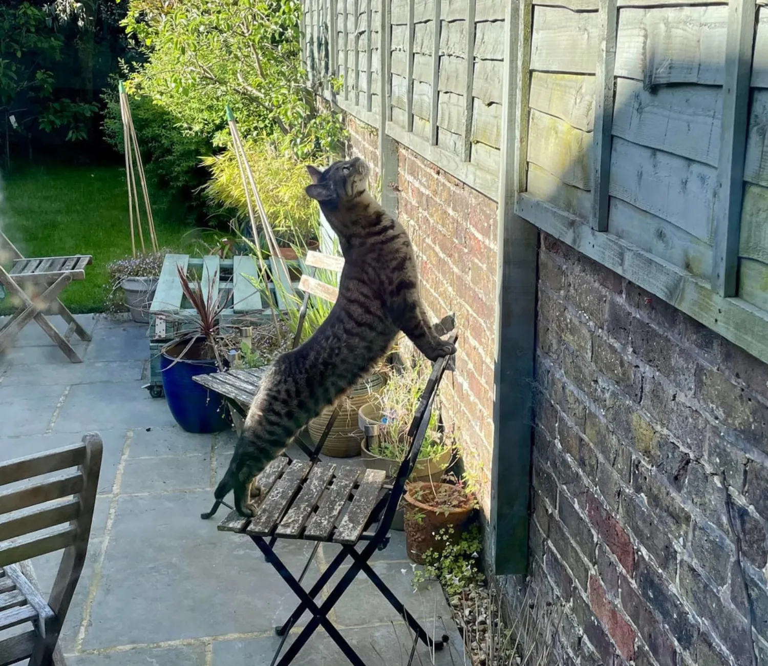 Cat in the Hearthlight, A Whiskered Journey Through Comfort