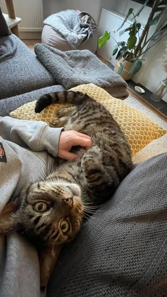 Cat in the Hearthlight, A Whiskered Journey Through Comfort