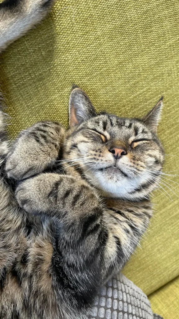 Cat in the Hearthlight, A Whiskered Journey Through Comfort