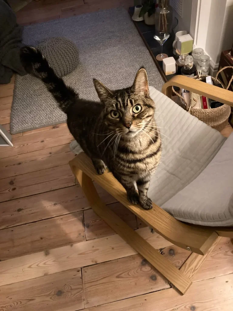 Cat in the Hearthlight, A Whiskered Journey Through Comfort