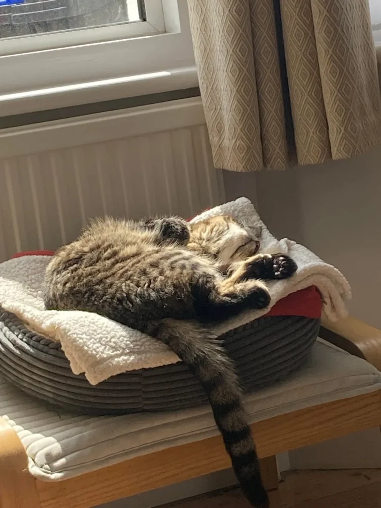 Cat in the Hearthlight, A Whiskered Journey Through Comfort