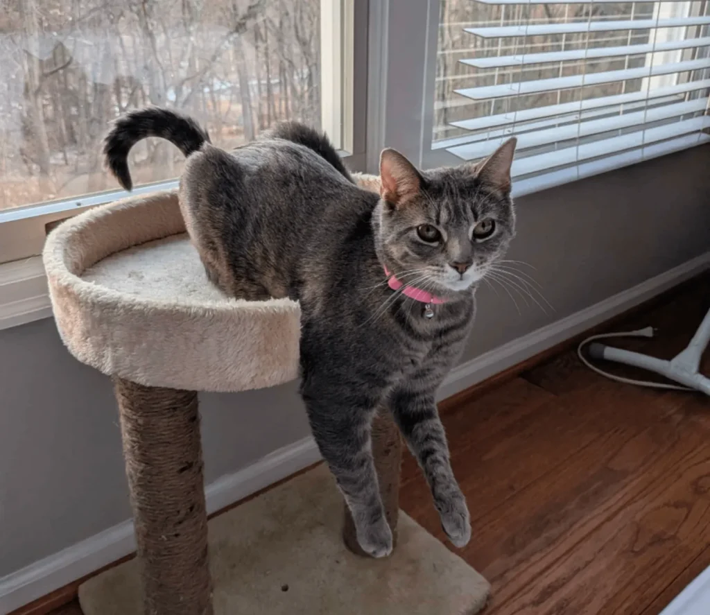 The Architectural Genius of the Dangling Cat