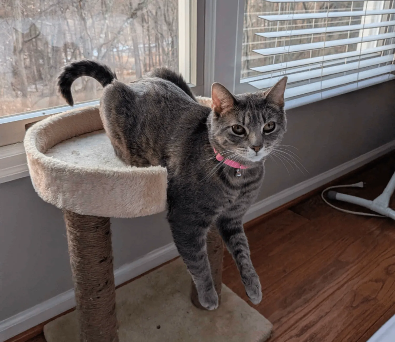 The Architectural Genius of the Dangling Cat