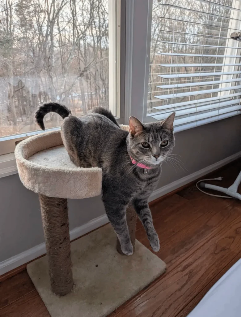 The Architectural Genius of the Dangling Cat