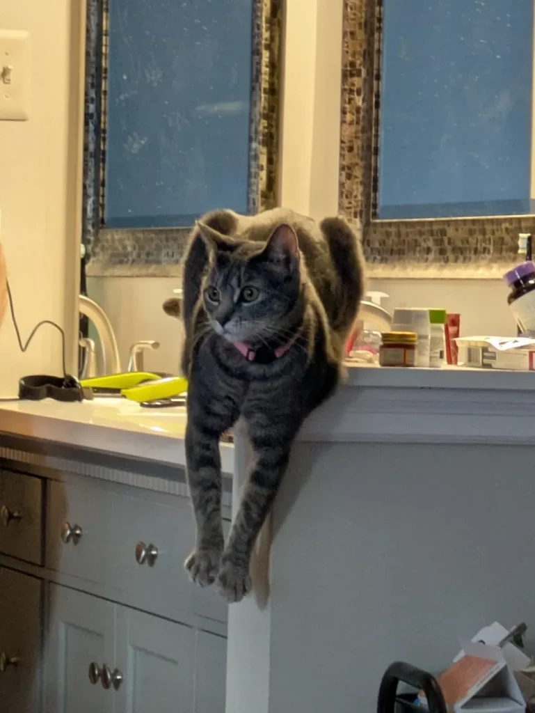 The Architectural Genius of the Dangling Cat