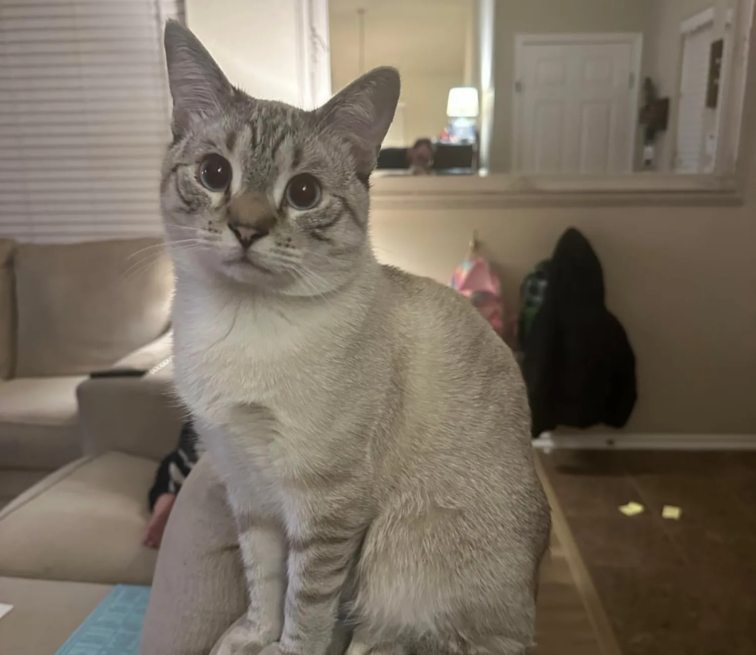 The Armrest Cat Chronicles, A Tale of Perch, Poise, and Personality