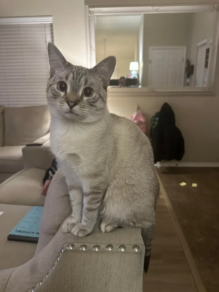 The Armrest Cat Chronicles, A Tale of Perch, Poise, and Personality
