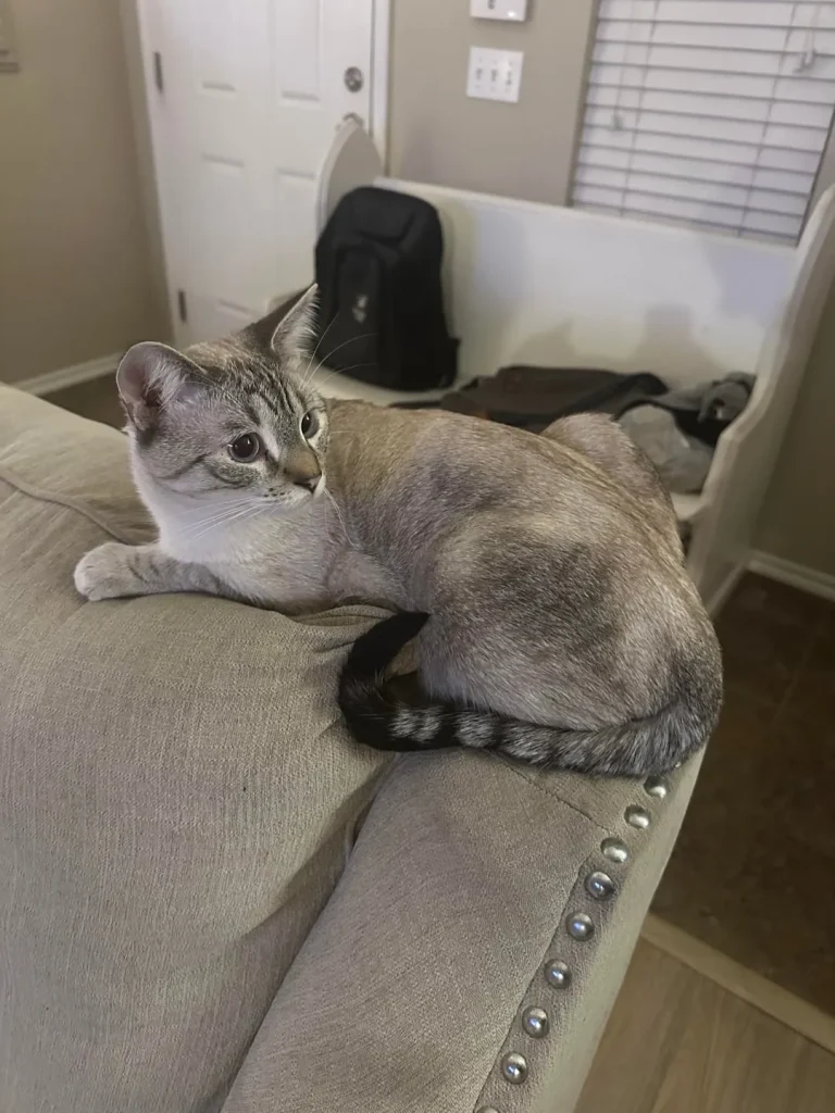 The Armrest Cat Chronicles, A Tale of Perch, Poise, and Personality