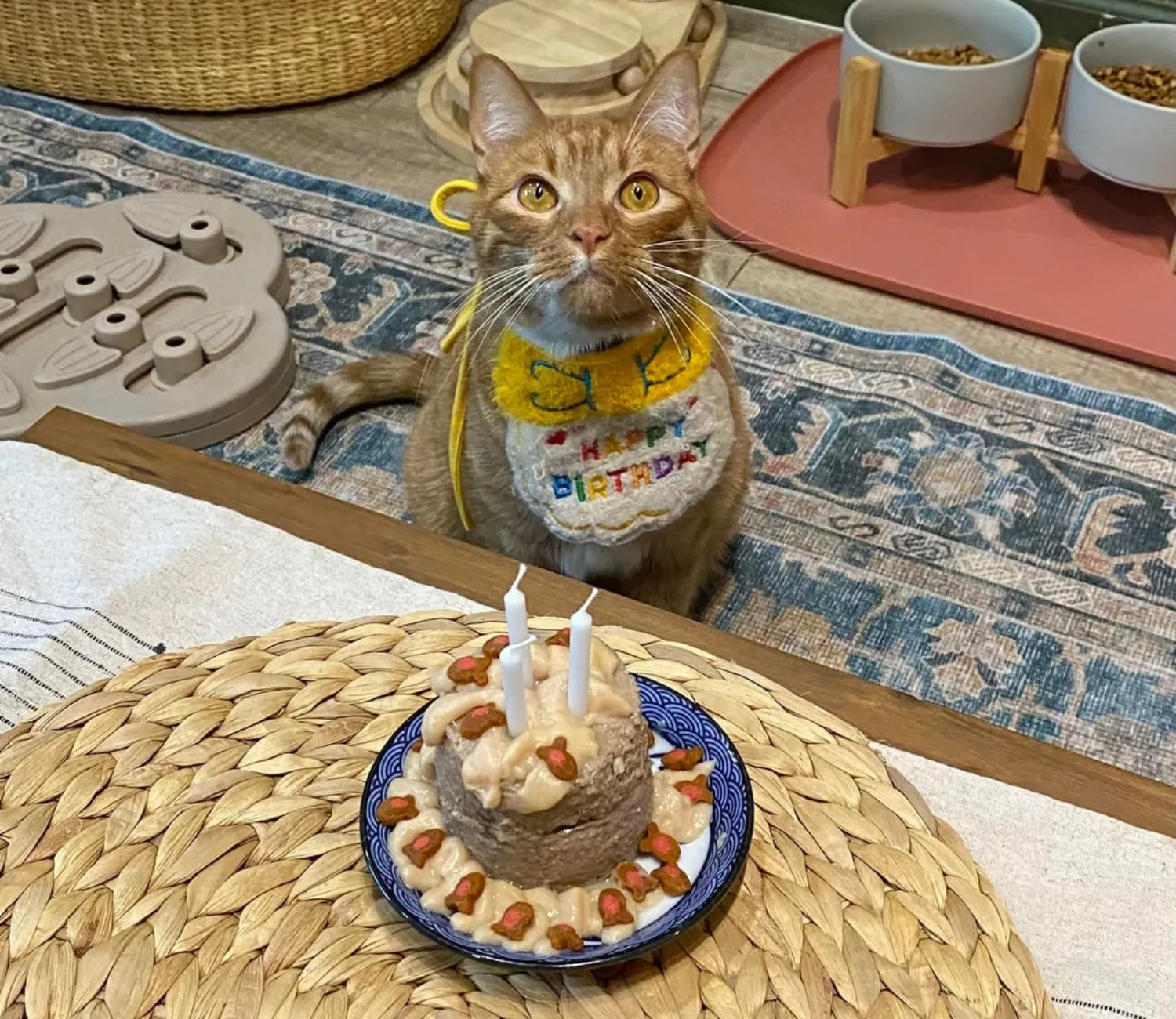 The Birthday Cat Chronicles, A Feast of Feline Joy