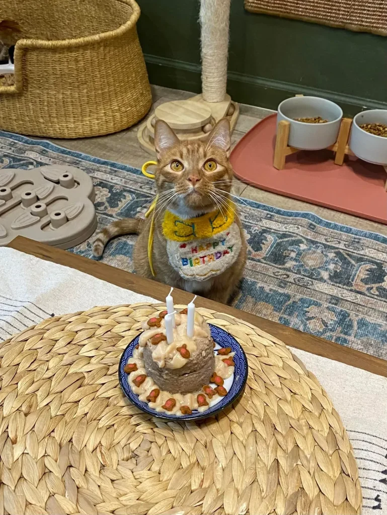 The Birthday Cat Chronicles, A Feast of Feline Joy