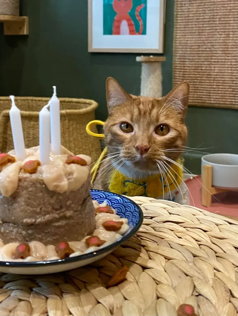 The Birthday Cat Chronicles, A Feast of Feline Joy
