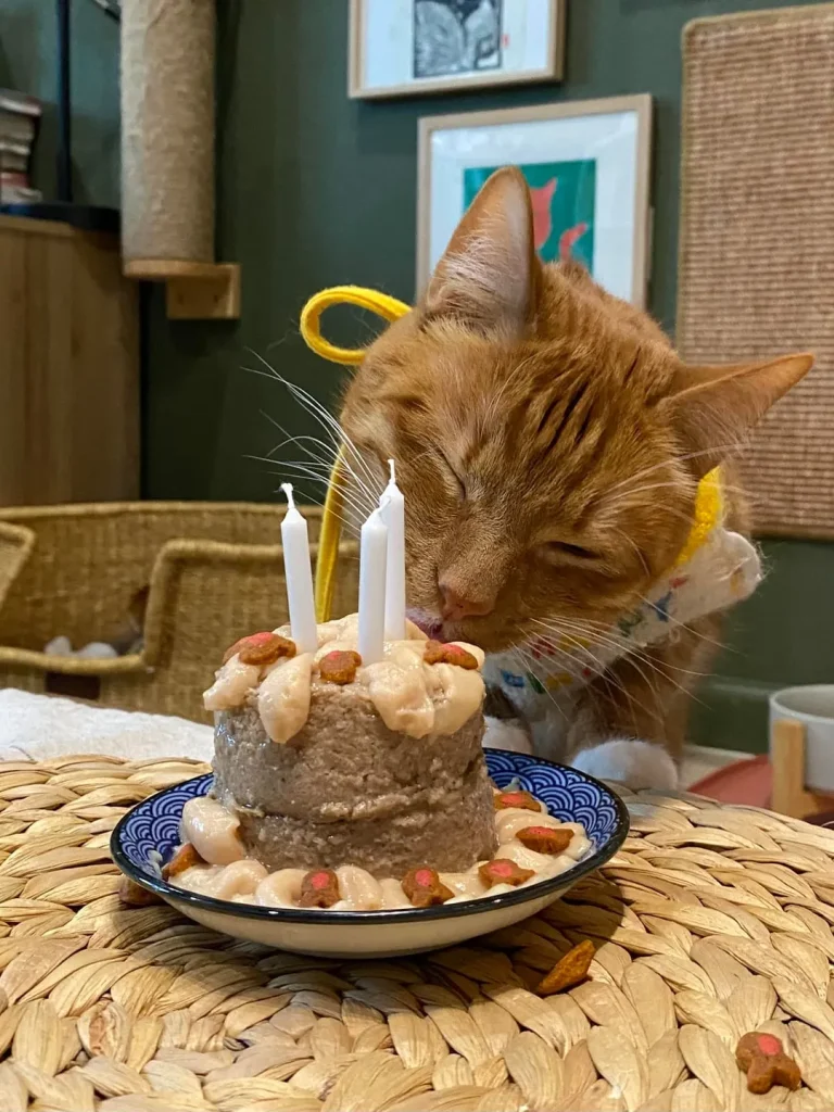 The Birthday Cat Chronicles, A Feast of Feline Joy