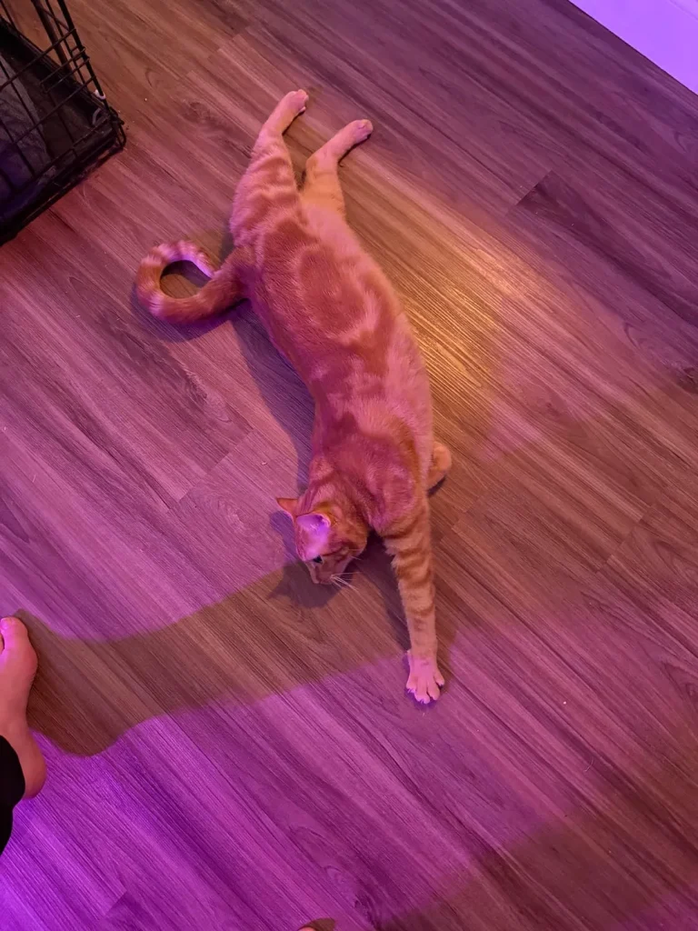 The Cat Beneath the Purple Glow