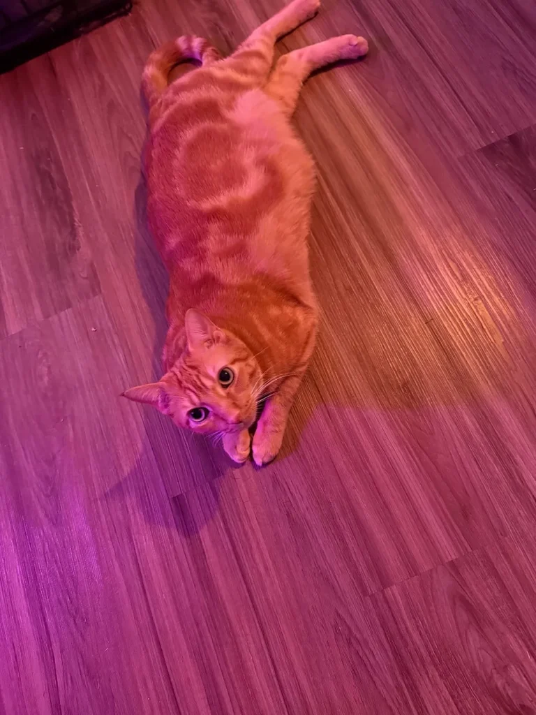 The Cat Beneath the Purple Glow
