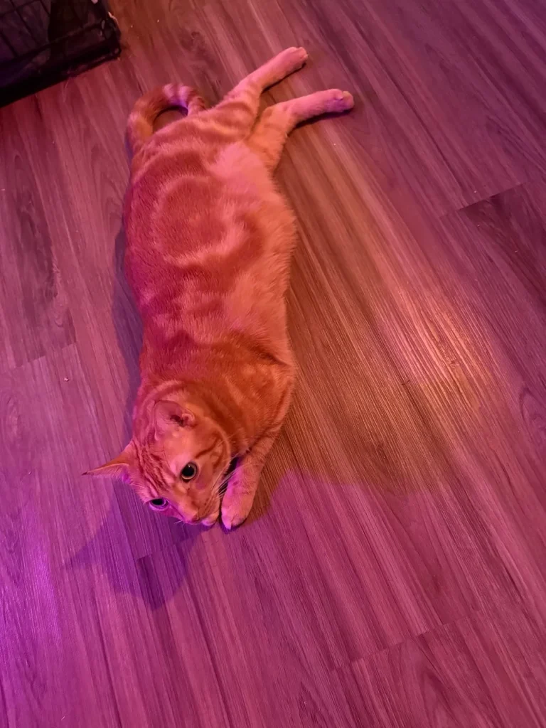 The Cat Beneath the Purple Glow
