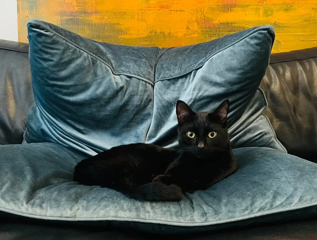 The Cat Between Canvas and Comfort
