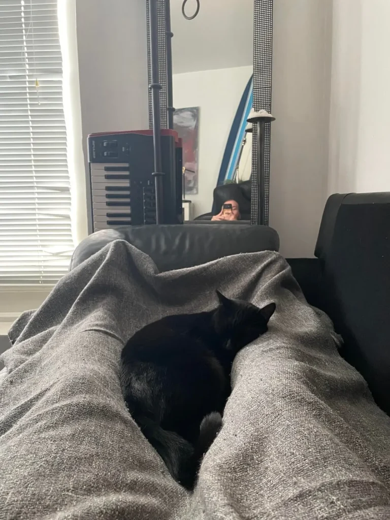 The Cat Between Canvas and Comfort