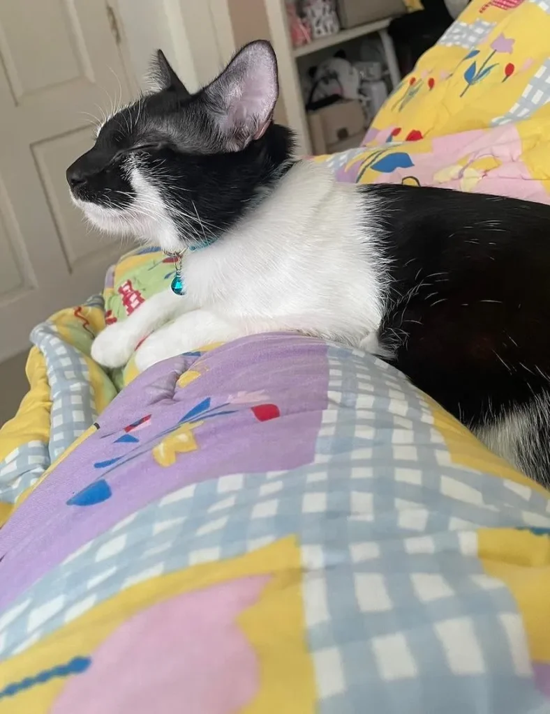 The Cat Chronicles, Whiskers, Warmth, and Whimsy