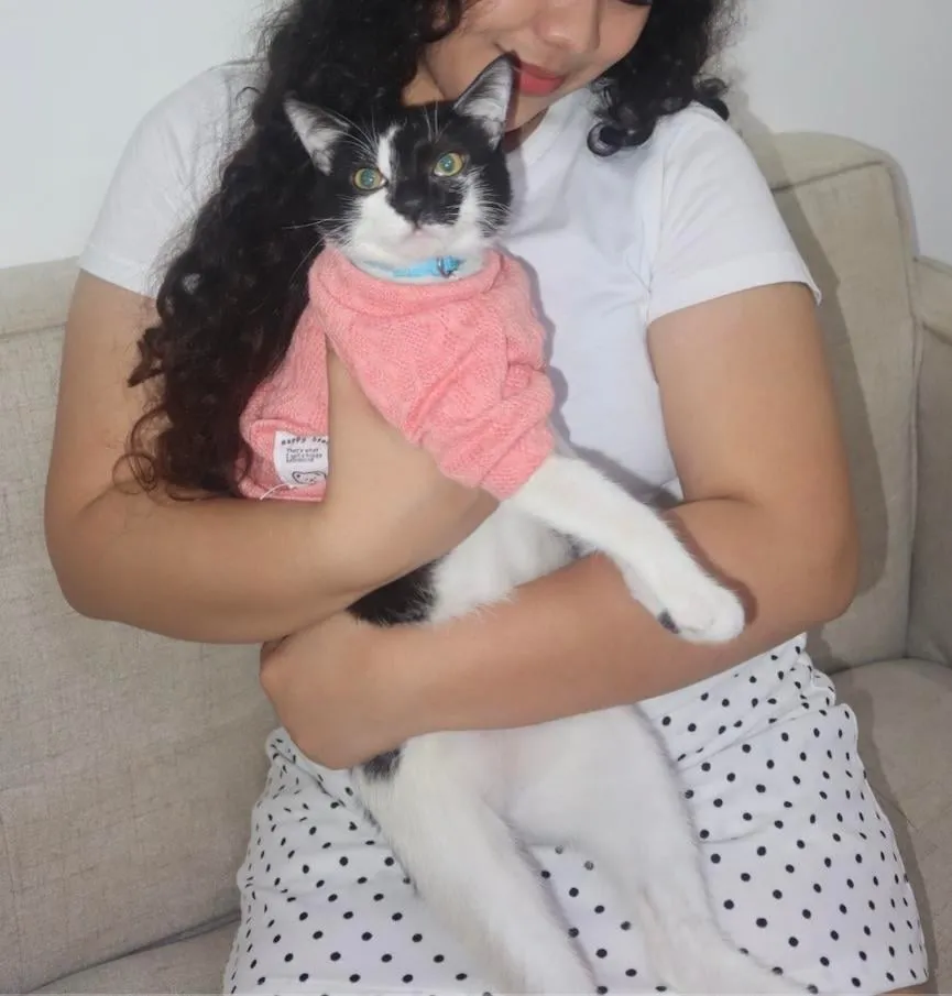 The Cat Chronicles, Whiskers, Warmth, and Whimsy