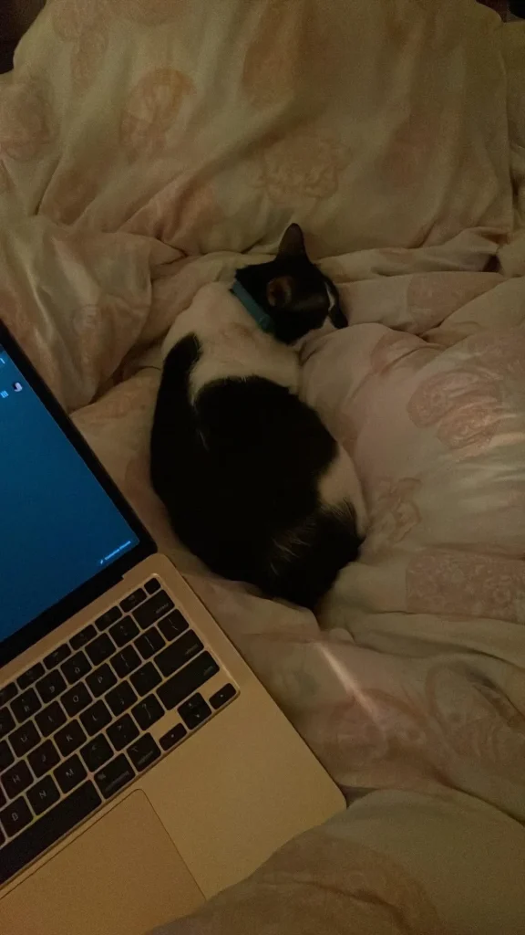 The Cat Chronicles, Whiskers, Warmth, and Whimsy