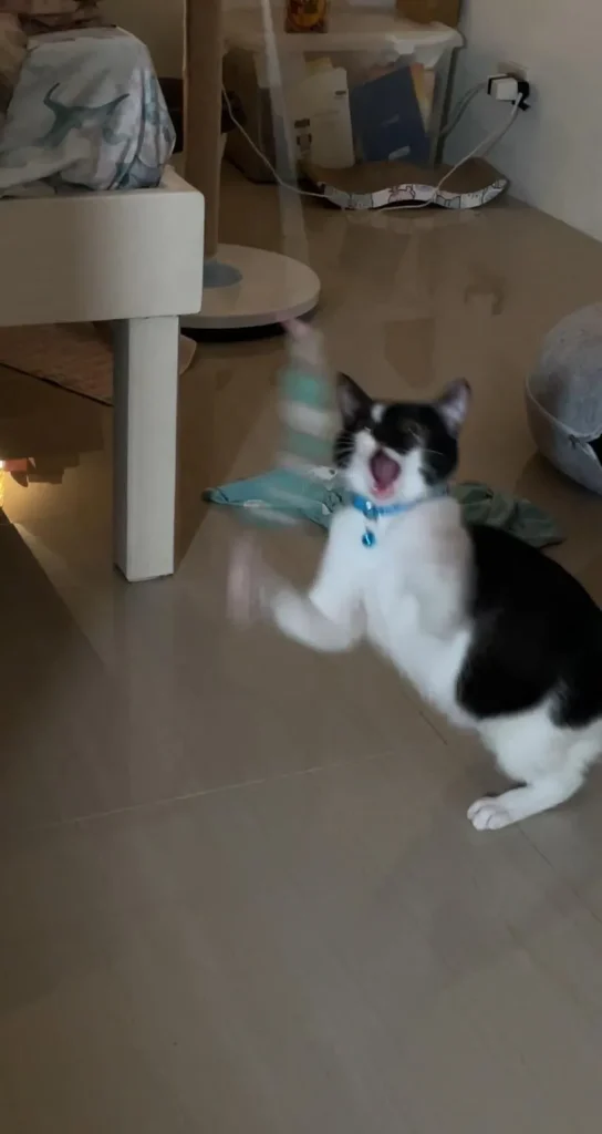 The Cat Chronicles, Whiskers, Warmth, and Whimsy