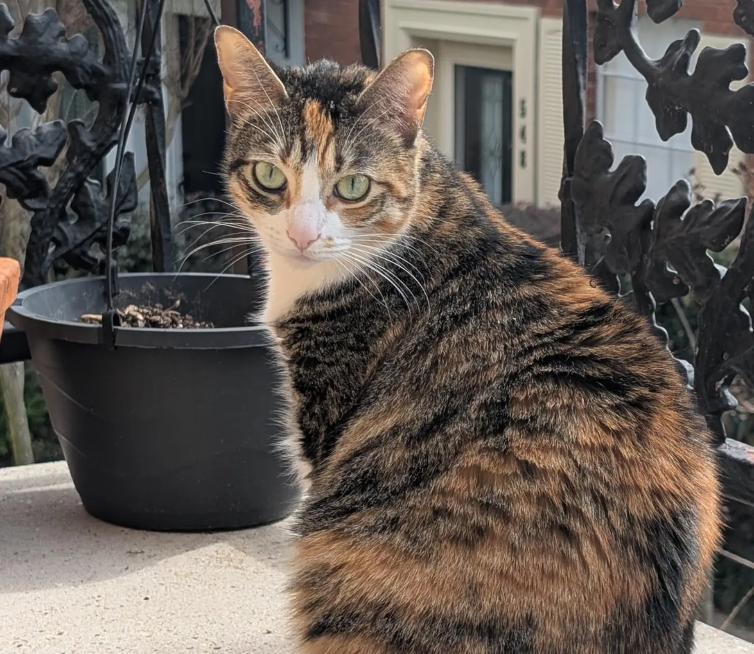 The Cat Chronicles, Whiskers in Wonderland