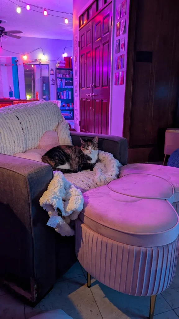 The Cat Chronicles, Whiskers in Wonderland