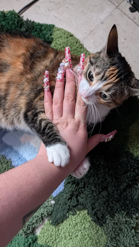 The Cat Chronicles, Whiskers in Wonderland