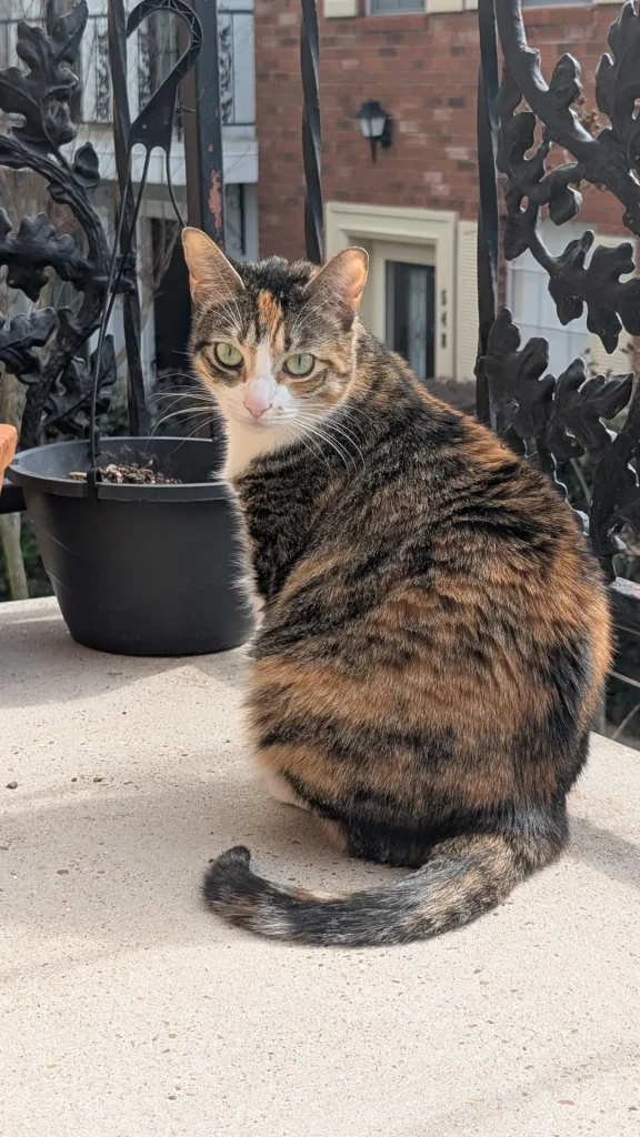 The Cat Chronicles, Whiskers in Wonderland