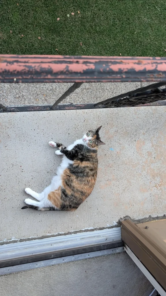 The Cat Chronicles, Whiskers in Wonderland