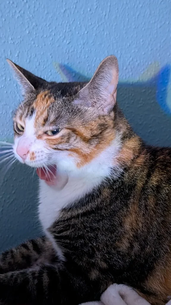 The Cat Chronicles, Whiskers in Wonderland