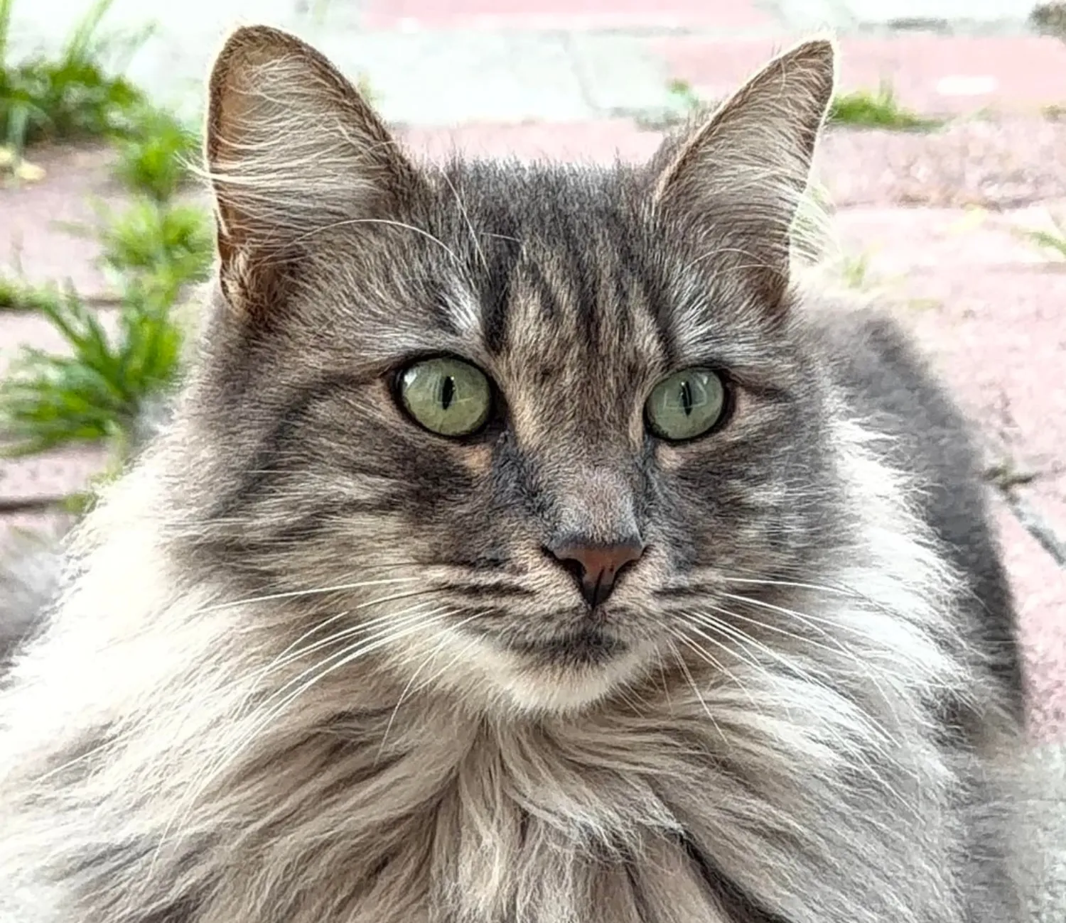 The Cat Chronicles, Whiskers in the Wild Courtyard