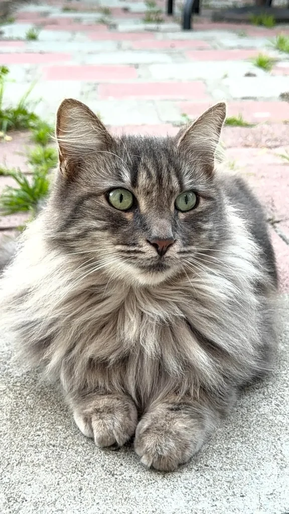 The Cat Chronicles, Whiskers in the Wild Courtyard