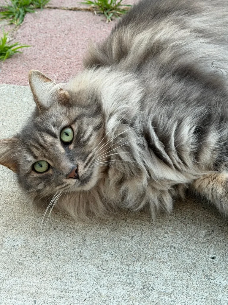 The Cat Chronicles, Whiskers in the Wild Courtyard