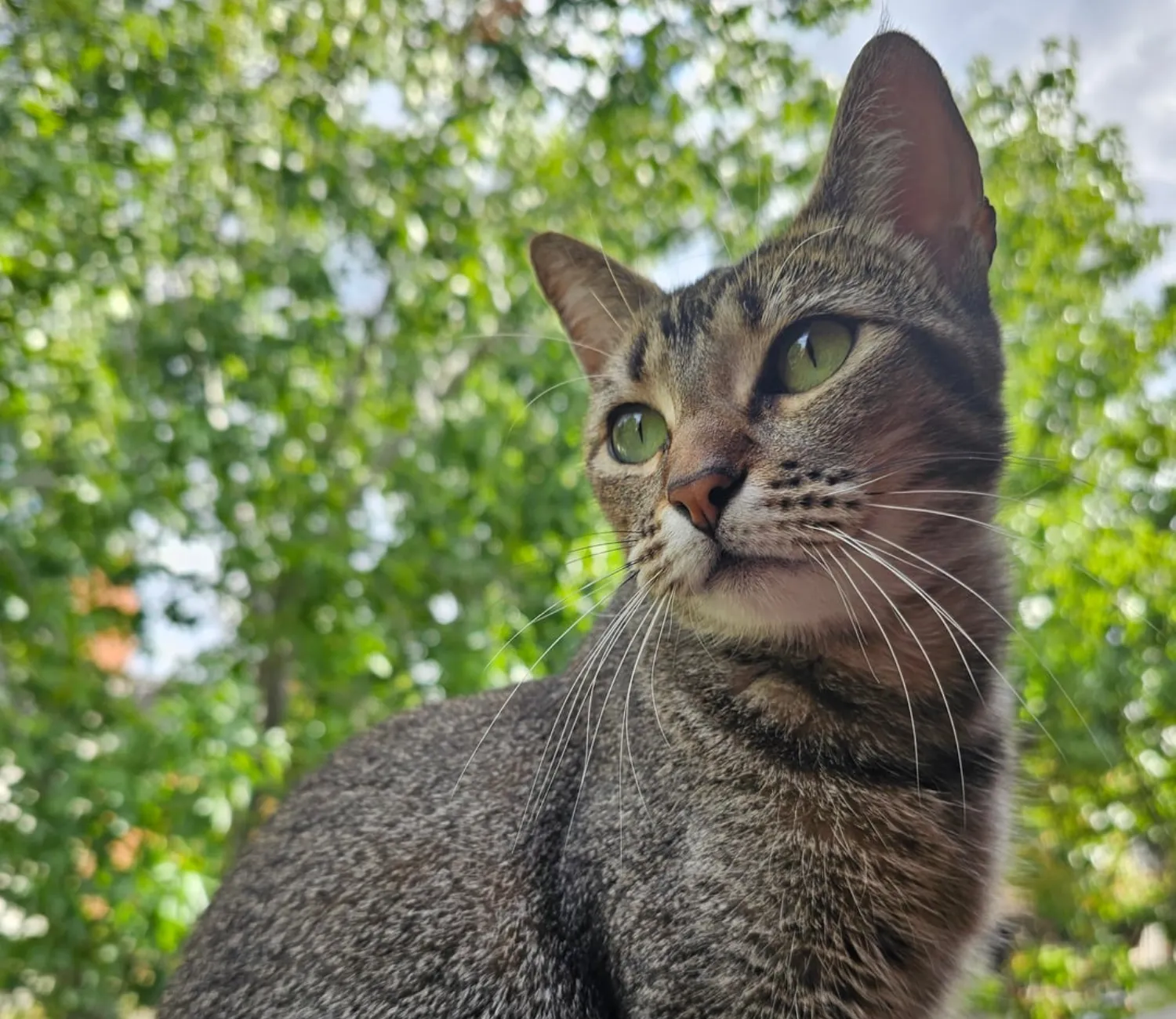 The Cat Chroniclesm Whiskers Through the Seasons