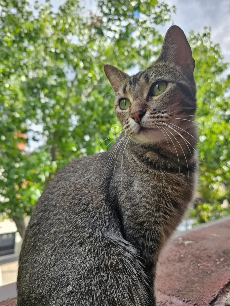 The Cat Chroniclesm Whiskers Through the Seasons