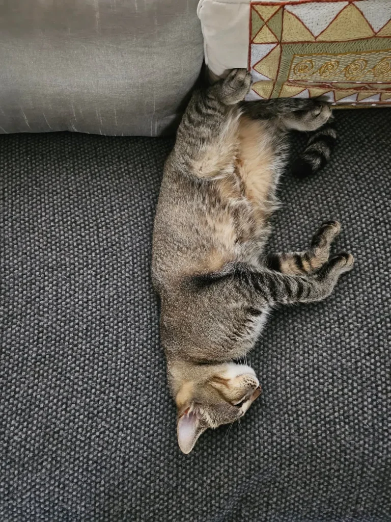 The Cat Chroniclesm Whiskers Through the Seasons