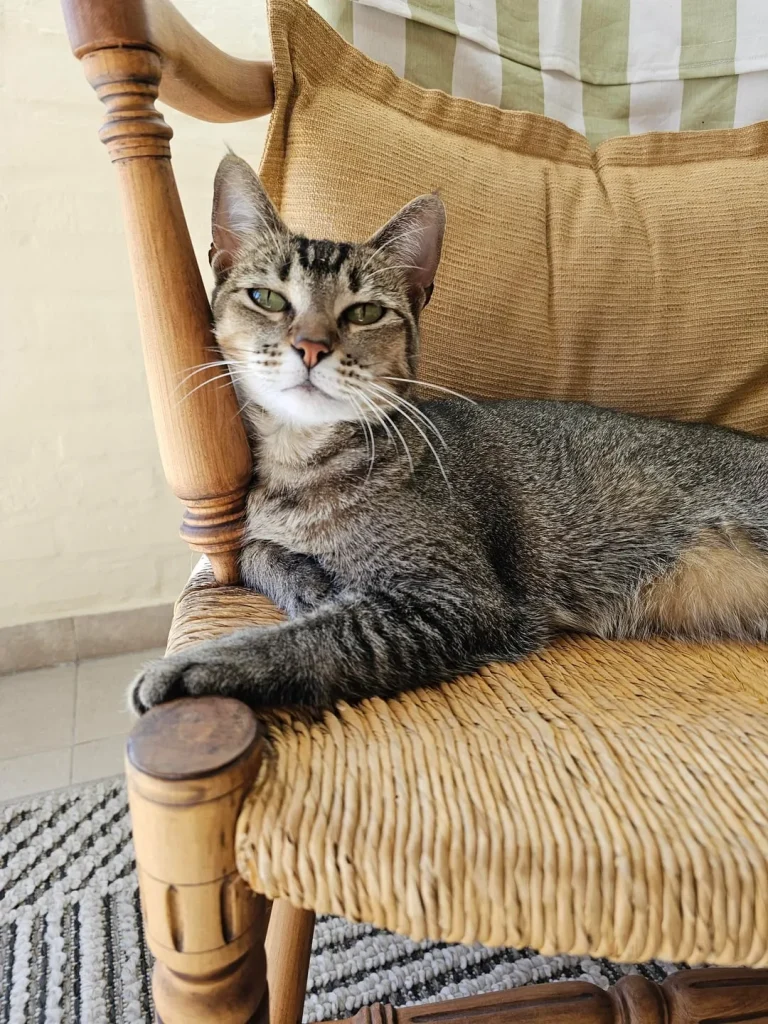 The Cat Chroniclesm Whiskers Through the Seasons