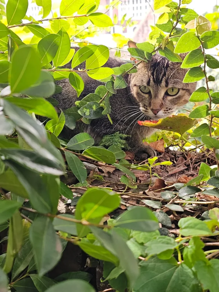 The Cat Chroniclesm Whiskers Through the Seasons
