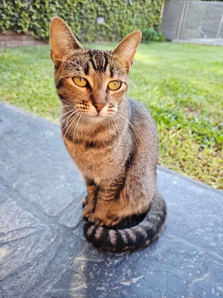 The Cat Chroniclesm Whiskers Through the Seasons