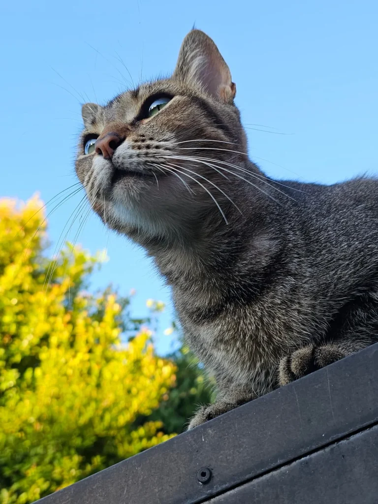 The Cat Chroniclesm Whiskers Through the Seasons