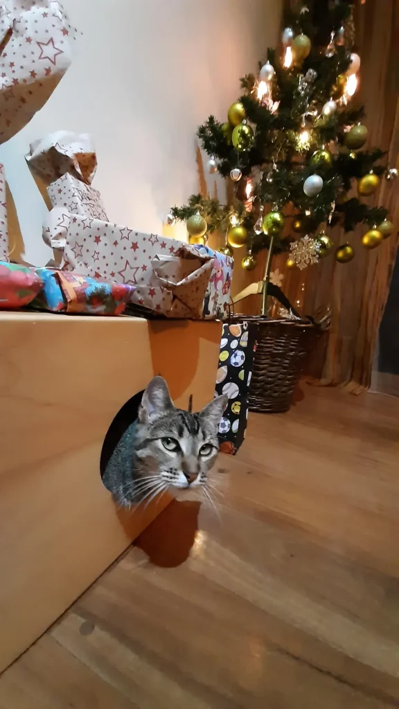 The Cat Chroniclesm Whiskers Through the Seasons