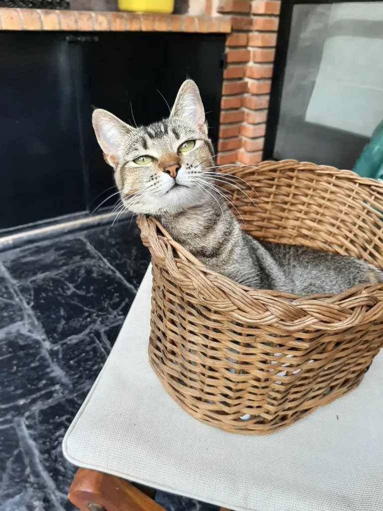 The Cat Chroniclesm Whiskers Through the Seasons