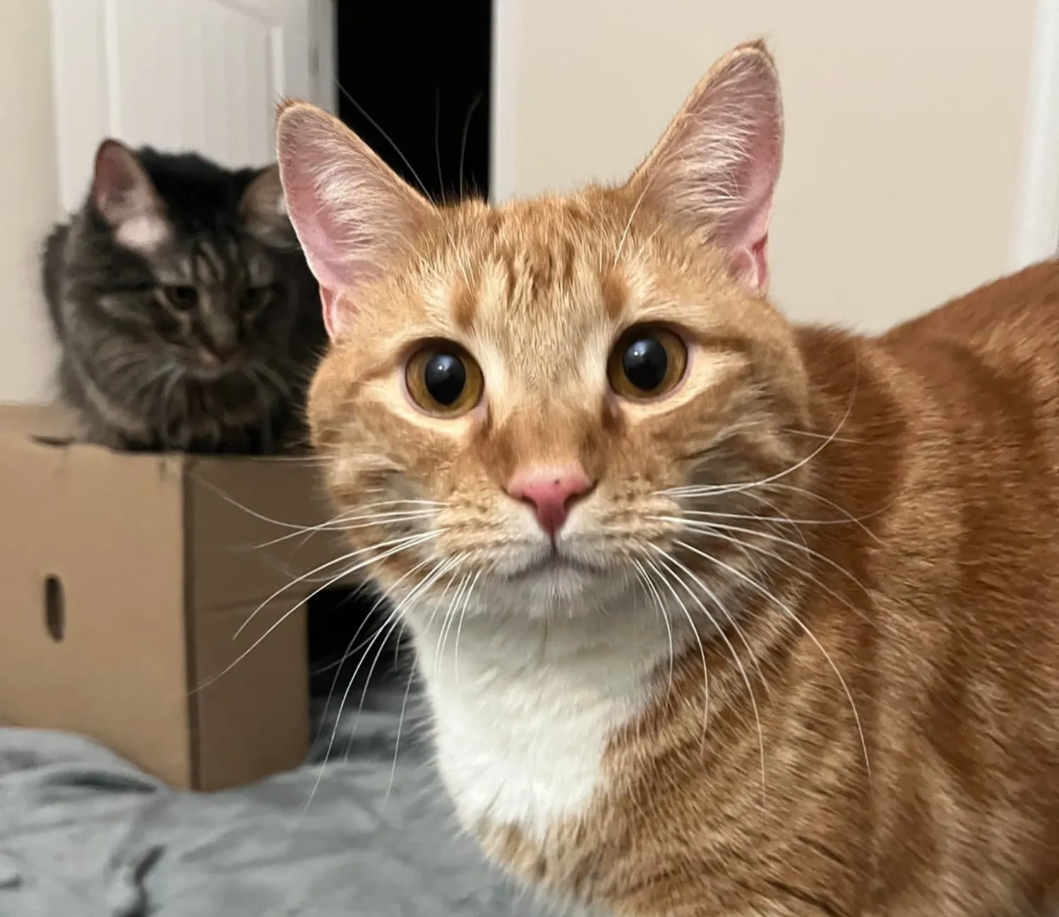 The Cat Conspiracy on the Couch