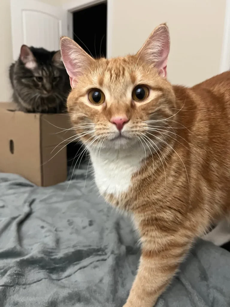 The Cat Conspiracy on the Couch