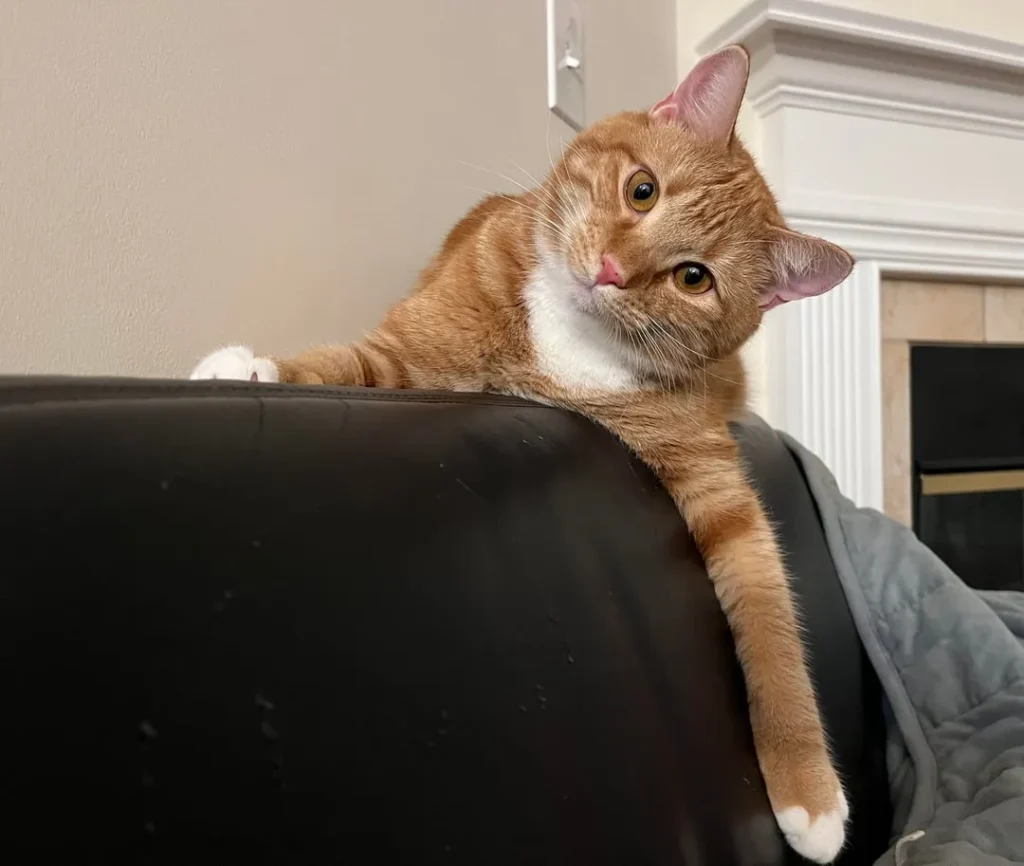 The Cat Conspiracy on the Couch