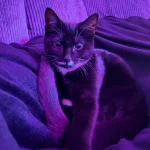 The Cat Who Bent Light