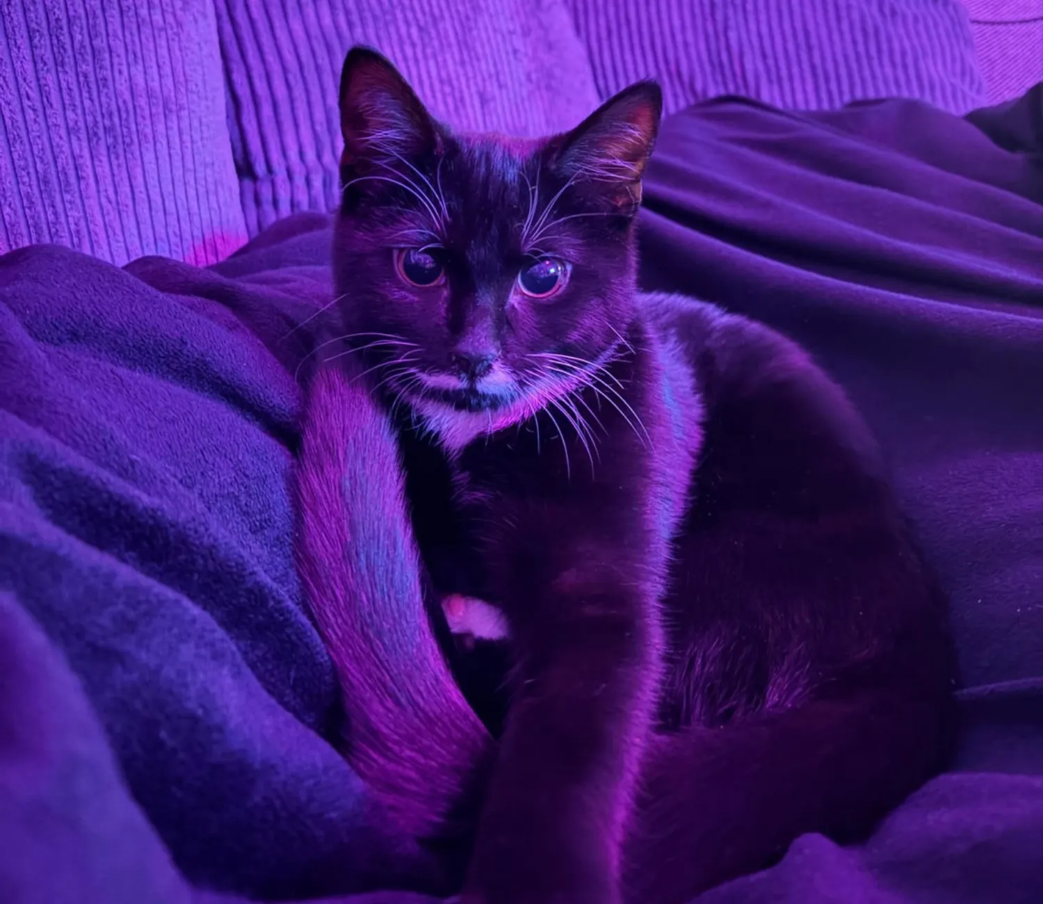 The Cat Who Bent Light