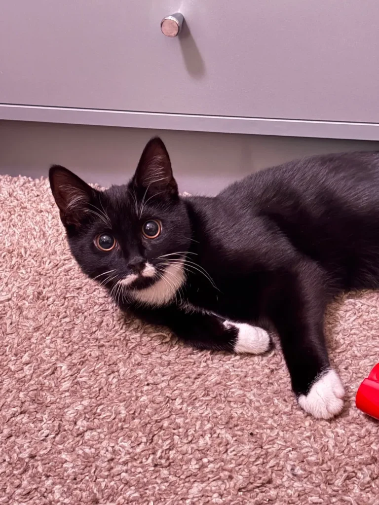 The Cat Who Bent Light